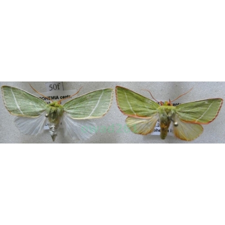 Pseudoips prasinana (Linnaeus, 1758) pair Zielonka ukośnica Czech50f